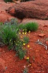 Desert Color, Sed...