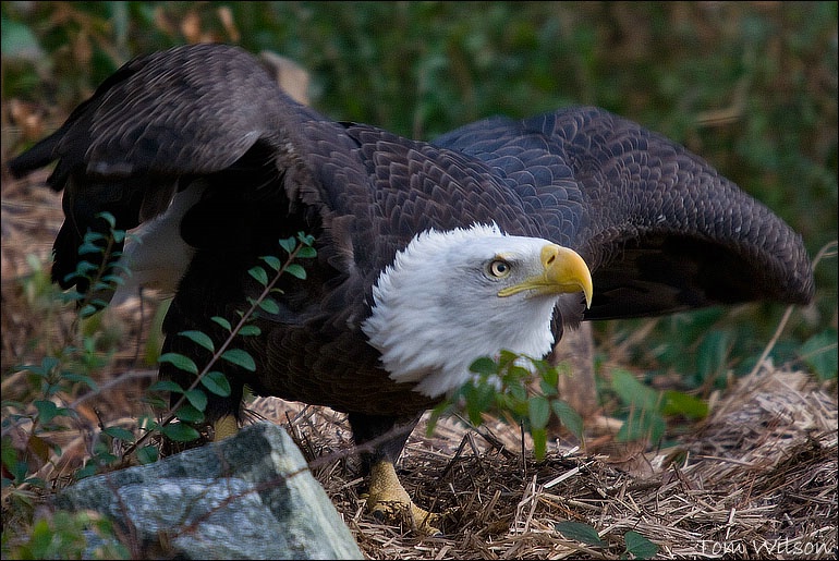 Bald Eagle (Captive)