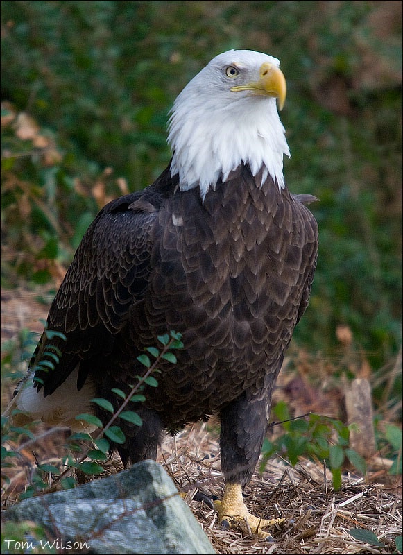 Bald Eagle (Captive) 