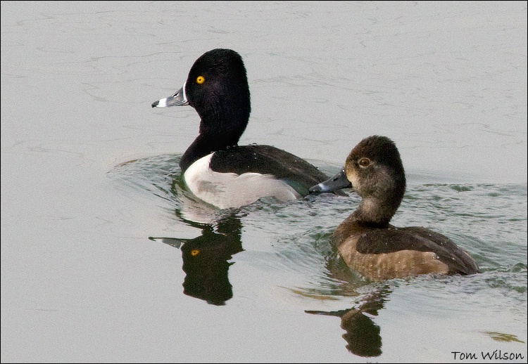 Male and Female Ring-necked Ducks