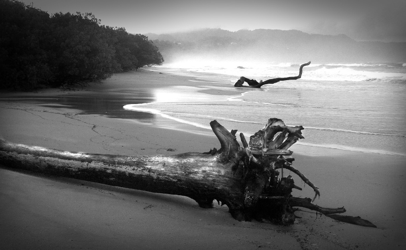 Twilight Driftwood