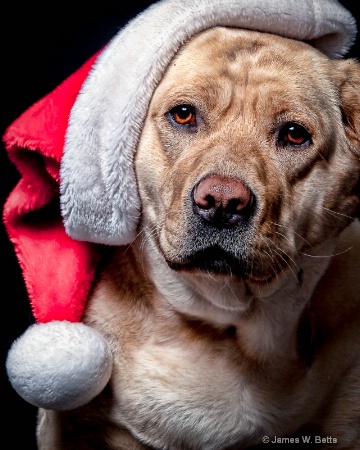 Santa Ginger