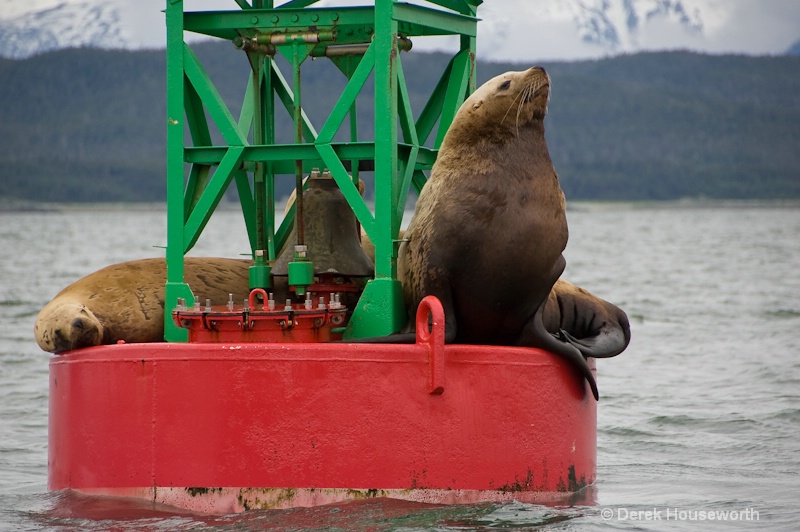 Steller Sea Lions