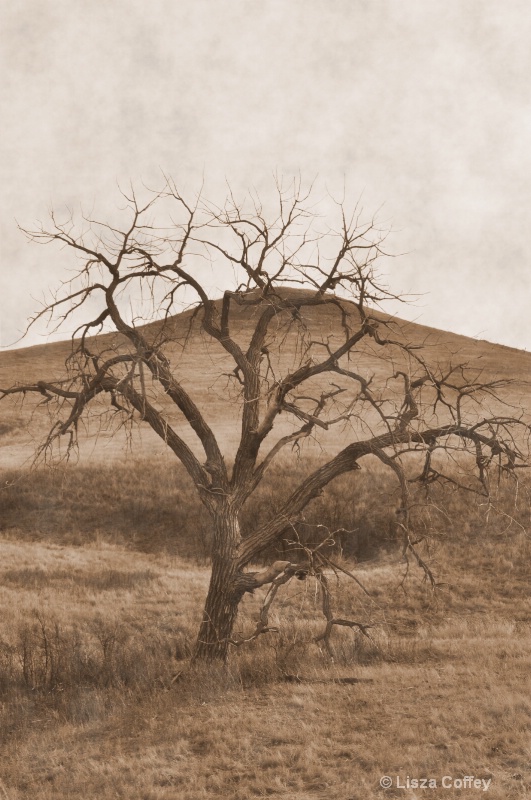 Lone tree - ID: 9593900 © Lisza M. Coffey