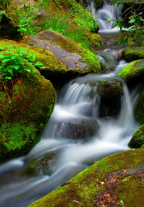 Smoky Mountain Stream - ID: 9593942 © Donald R. Curry