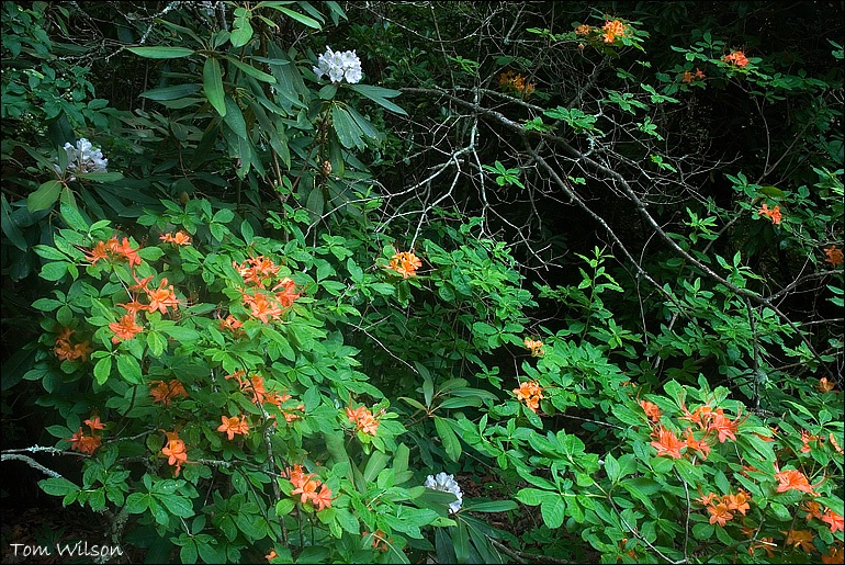 Flame Azalea and Rhododendron