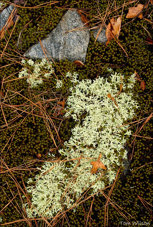 Hairy-cap Moss and Lichen