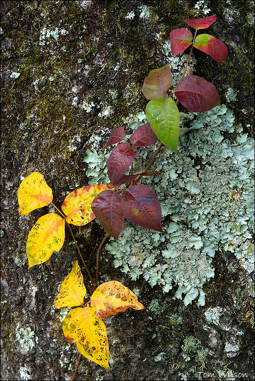 Poison Ivy in fall