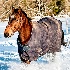 © James W. Betts PhotoID # 9594720: First snow