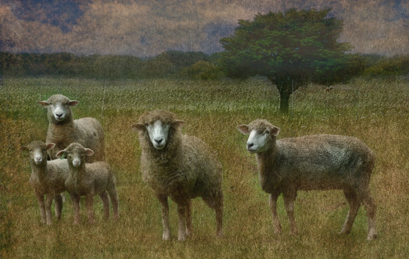 Sheep in the meadow