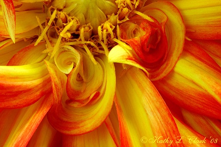 Judy's Dahlia