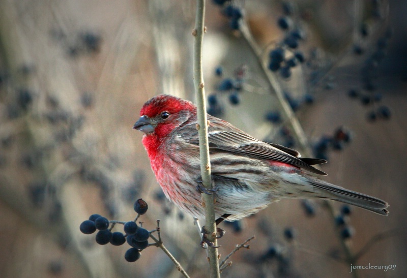 Cold House Finch