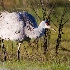 © Leslie J. Morris PhotoID # 9596471: Fluffy Sandhill Crane