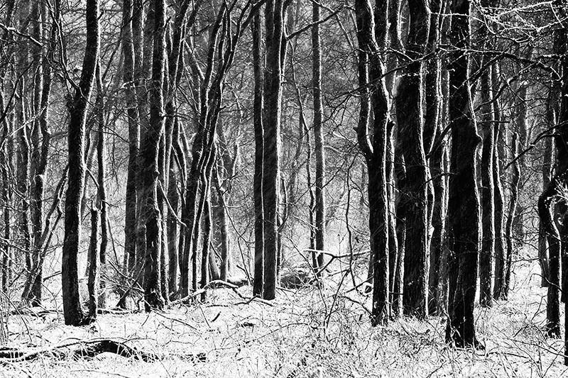 Through the Woods - ID: 9597773 © Jeff Robinson