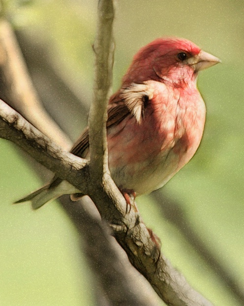 Pretty Birdie In A Tree