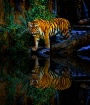 Tiger Walk 6