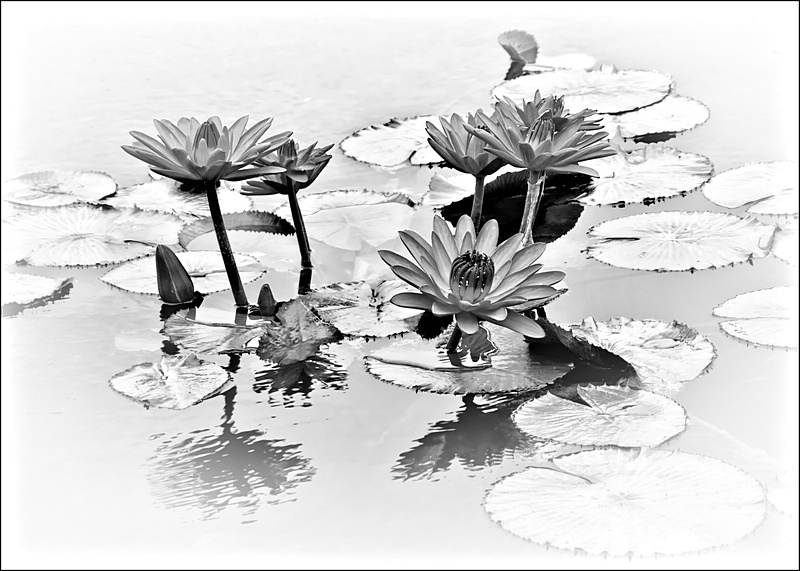 Water Lily Study, bw