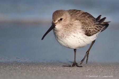 Sandpiper