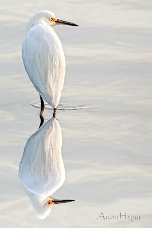 Intensity Reflected