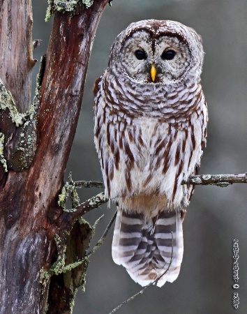 Barred Owl