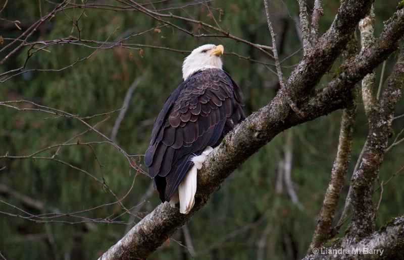 Eagle nap - ID: 9601950 © Liandra Barry 