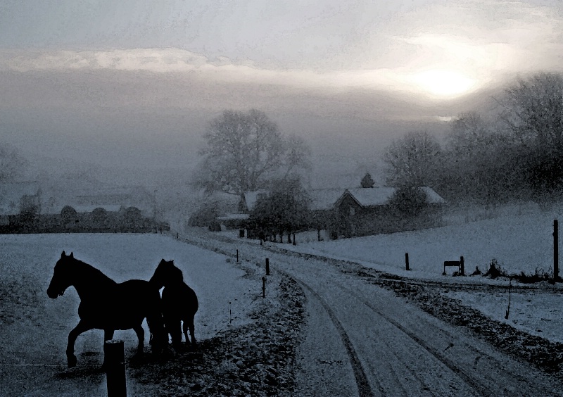 Horses in freezing fog