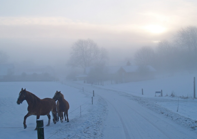 Horses in freezing fog