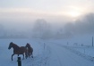 Horses in freezin...
