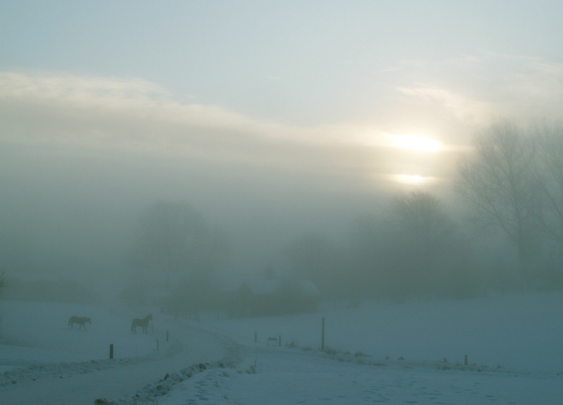 Freezing fog with horses