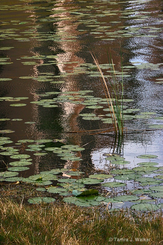 Tree Reflections on Lilly pads