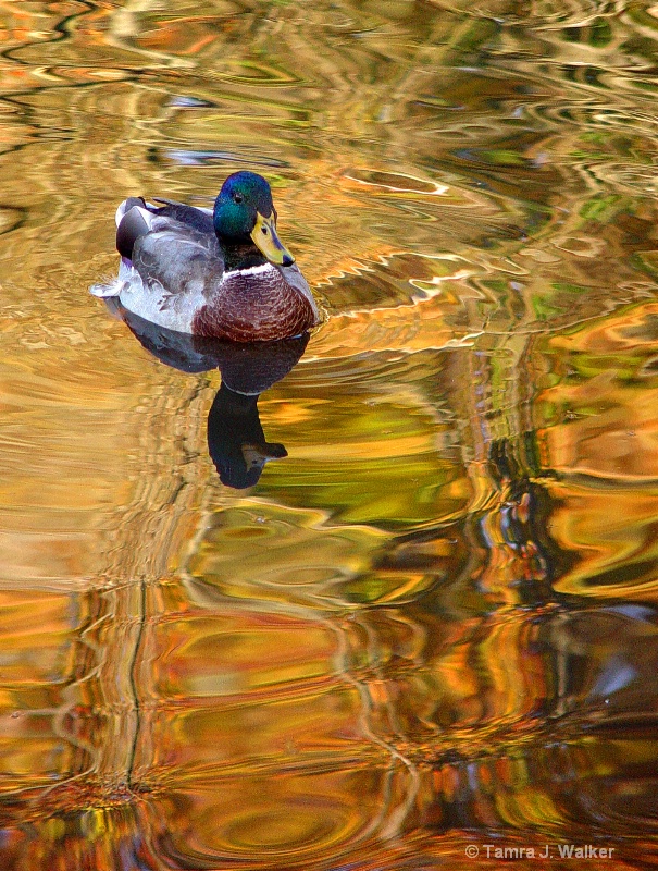 On Colored Pond
