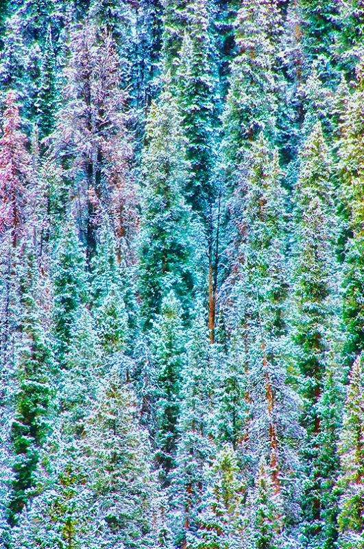Winter Colors near Keystone, CO