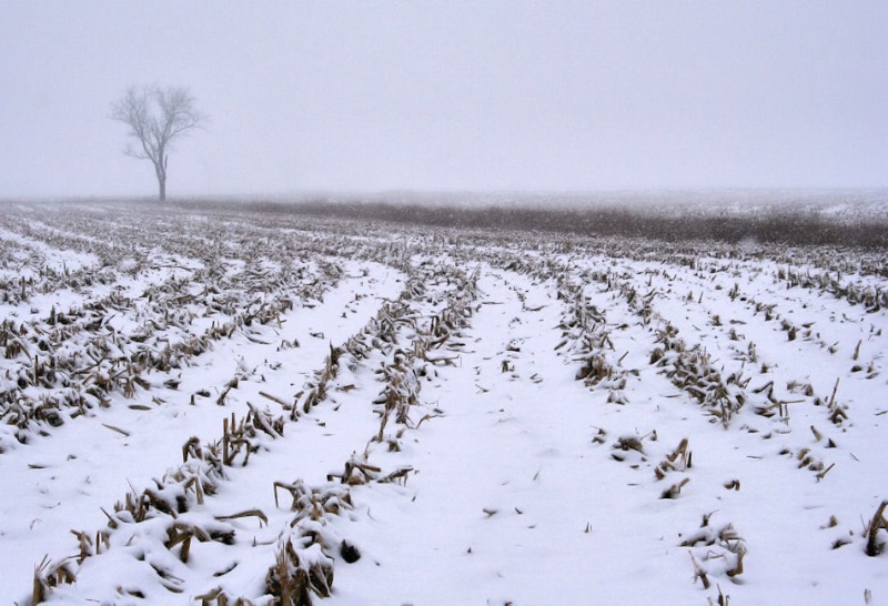 Winter Corn Field