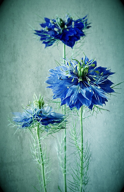 Love in a Mist