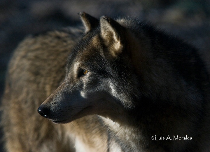 pawolfsanctuary0003 - ID: 9611618 © Luis A. Morales