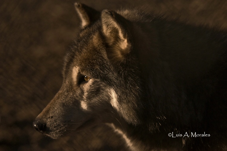 pawolfsanctuary0009 - ID: 9611628 © Luis A. Morales