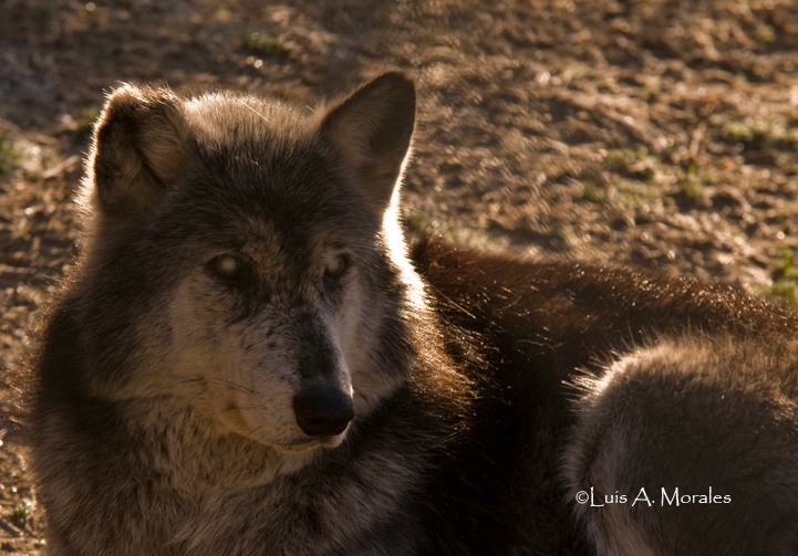 pawolfsanctuary0017 - ID: 9611640 © Luis A. Morales