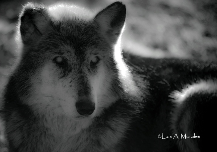 pawolfsanctuary0020 - ID: 9611643 © Luis A. Morales
