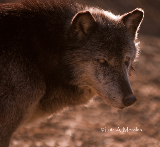 pawolfsanctuary0023 - ID: 9611644 © Luis A. Morales