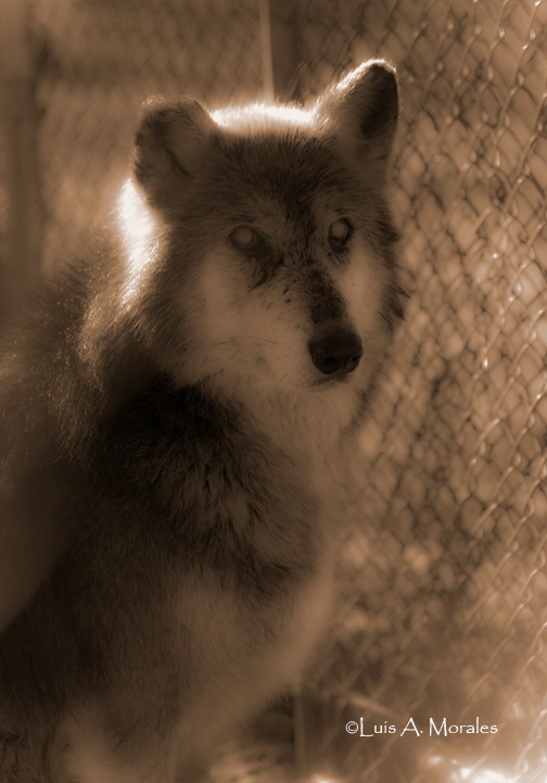pawolfsanctuary0027 - ID: 9611649 © Luis A. Morales