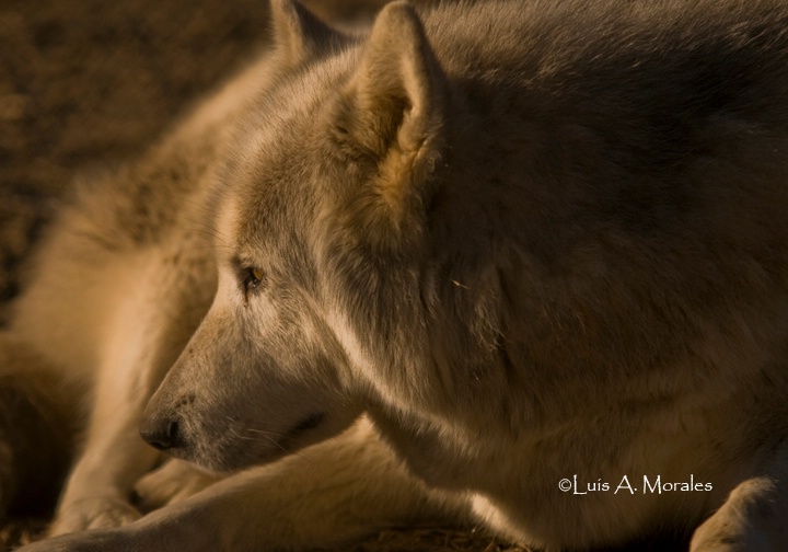 pawolfsanctuary0050 - ID: 9611671 © Luis A. Morales