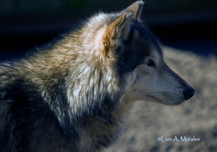 pawolfsanctuary0058 - ID: 9611673 © Luis A. Morales