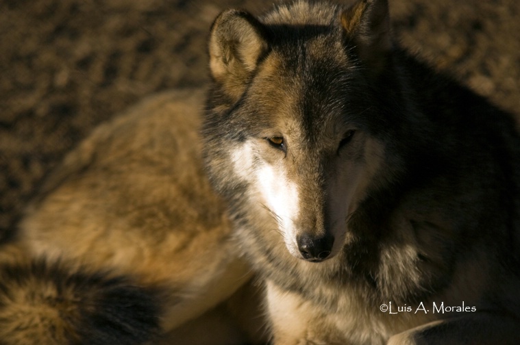 pawolfsanctuary0059 - ID: 9611674 © Luis A. Morales