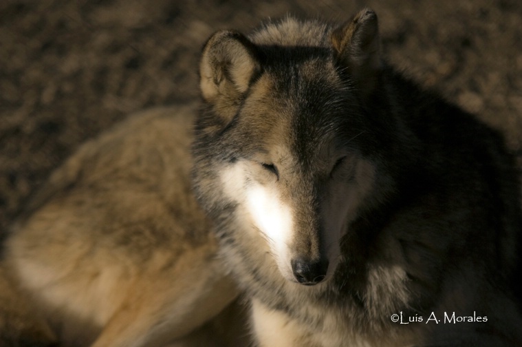 pawolfsanctuary0061 - ID: 9611676 © Luis A. Morales