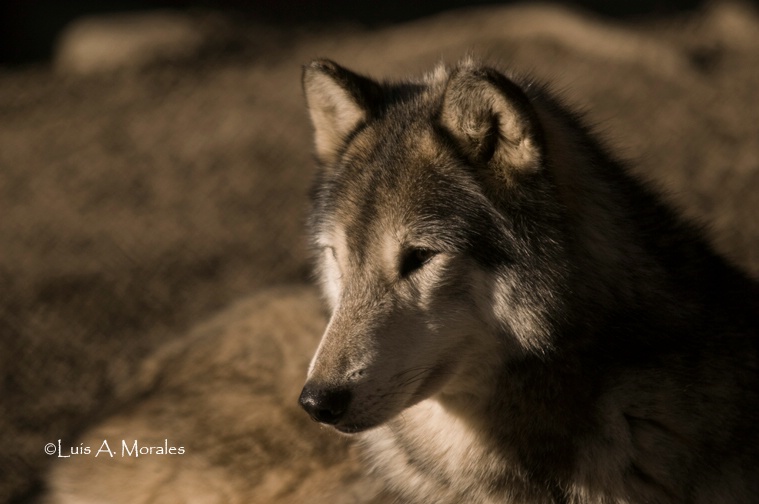 pawolfsanctuary0062 - ID: 9611677 © Luis A. Morales