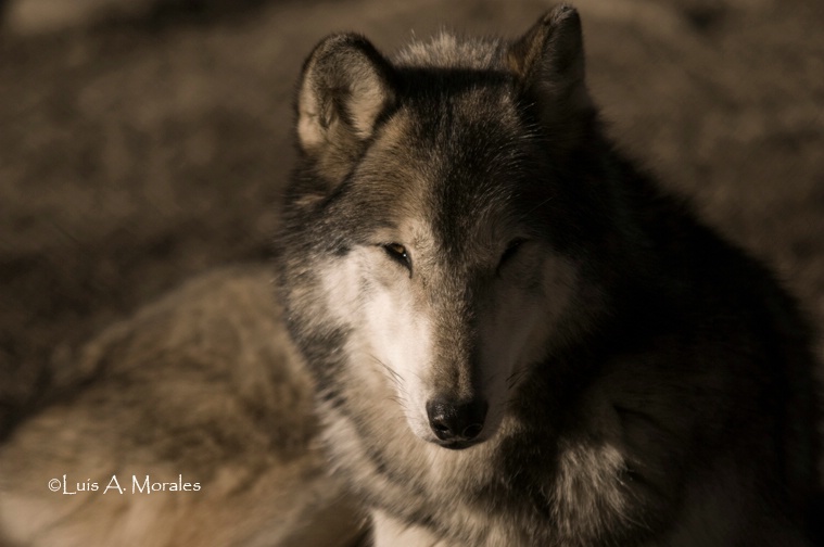 pawolfsanctuary0063 - ID: 9611678 © Luis A. Morales