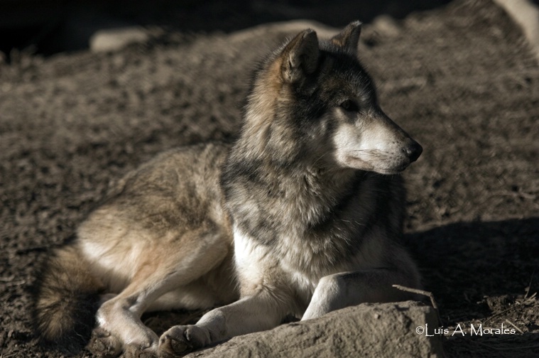 pawolfsanctuary0066 - ID: 9611680 © Luis A. Morales