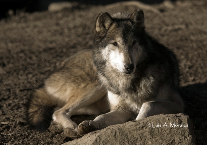 pawolfsanctuary0067 - ID: 9611681 © Luis A. Morales