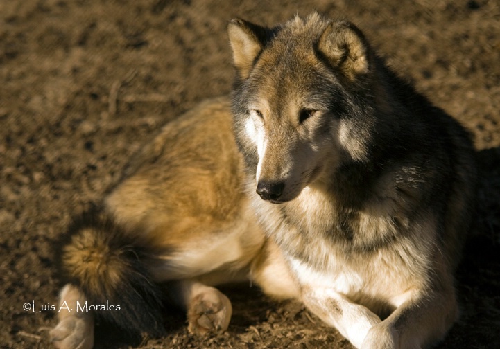 pawolfsanctuary0074 - ID: 9611682 © Luis A. Morales