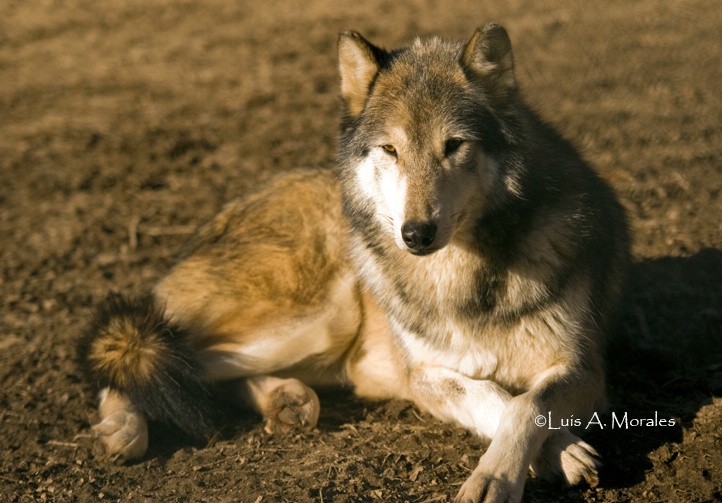 pawolfsanctuary0077 - ID: 9611683 © Luis A. Morales